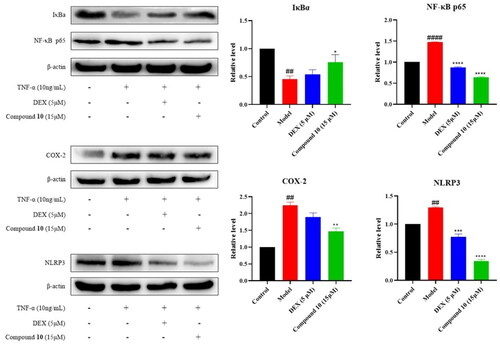Figure 5. Effect of compound 10 on TNF-α-induced IκBα, NF-κB p65, COX-2, and NLRP3 protein expression in MH7A cells. (A) Western blot analysis and (B) Quantified protein expression levels. (#p < 0.05, ##p < 0.01, ####p < 0.0001, vs control group; *p < 0.05, ***p < 0.001, ****p < 0.0001, vs. model group).