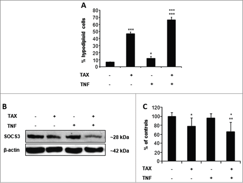 Figure 9. TAX+TNF-induced cytotoxicity in a transplantable hepatoma. (A) Sub-G1 fraction (% of total cell population) in AH-130 hepatoma cells obtained from mice treated with TAX (4 mg/kg body weight), TNF (10 μg/mouse), or both (for treatment schedule see Materials and methods). Data are means±SD of 4 animals/group. Significance of the differences vs controls: *P < 0.05, ***P < 0.001; vs TAX °°°P < 0.001. (B) Representative western blot of SOCS3 in AH-130 hepatoma cells. (C) Respective densitometric data are means±SD expressed as percentage of untreated controls; significance of the differences vs controls: *P < 0.05, **P < 0.01; vs TAX °P < 0.05.