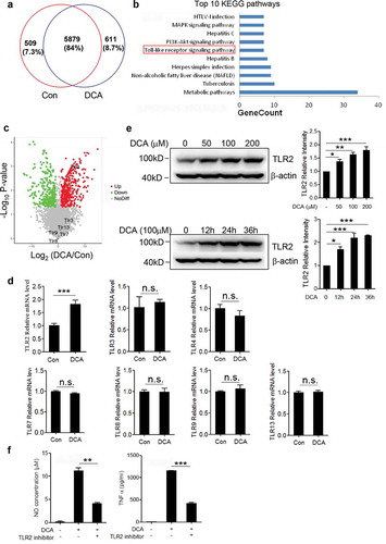 Figure 5. Toll-like receptor 2 (TLR2) is up-regulated upon DCA stimulation and involved in DCA-induced macrophage polarization. (a) Venn diagram of the whole cell proteins from untreated and DCA-treated BMDMs. (b) Top 10 enriched KEGG pathways for up-regulated proteins by DCA treatment. (c) Volcano plot of differentially expressed proteins (DEPs). Red and green dots represent up-regulated and down-regulated DEPs upon DCA treatment, respectively. Grey dots indicate the unchange proteins. (d) RAW264.7 macrophages were treated with or without DCA (100 µM) for 4 h. The expression of TLRs was determined by real-time PCR. (e) RAW264.7 macrophages were treated with DCA (0, 50, 100, 200 µM) for 24 h or treated with 100 µM DCA for indicated time points. The protein expression levels of TLR2 were measured by immunoblot and β-actin was regarded as a loading control. The relative intensity of the bands was quantitated. (f) RAW264.7 macrophages were stimulated with DCA (100 µM) in the presence or absence of TLR2 inhibitor (C29, 100 µM) for 24 h. NO and TNF-α in supernatants were analyzed. *: p < .05; **: p < .01; ***: p < .001. n.s.: no statistically significant difference (p > .05). Data are representative of three independent experiments with similar results. Error bars indicate s.e.m.