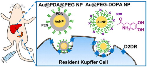 Figure 4. A schematic illustration of the role of dopamine receptors in mediating the cellular uptake of PDA-based nanomedicines. Reprinted with permission from Liu et al., Citation2021. Copyright 2021 American Chemical Society.