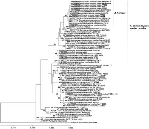 Figure 1. Maximum-likelihood phylogenetic tree based on ITS sequence. New sequences of Korean Auricularia strains generated in this study are indicated in bold. Bootstrap values higher than 60% are shown in the branches. GenBank accession number is given in front of strain names.
