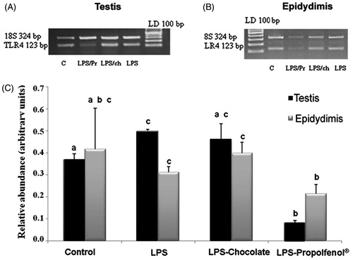 Figure 5. Relative abundance of toll-like receptor4 (TLR-4) mRNA in testis (A) and epididymis (B) harvested from control (lane C), lipopolysaccharide (LPS) treated, LPS-chocolate (LPS/ch), LPS-Propolfenol® (LPS/Pr)-treated rabbits. The upper panels show representative images of ethidium bromide stained gels showing the presence of the expected bp products yielded after reverse transcriptase polymerase chain reaction using primers for target TLR-4 (123 bp) and 18S (324 bp). Lane LD is the kb DNA marker. For each experimental group, the values (means ± SD) derived from densitometric analyses of TLR-4 reported in arbitrary units relative to 18S expression, combined with the results from two different rabbits for each experimental group (C). Different letters indicate a significantly different value (p < 0.01).