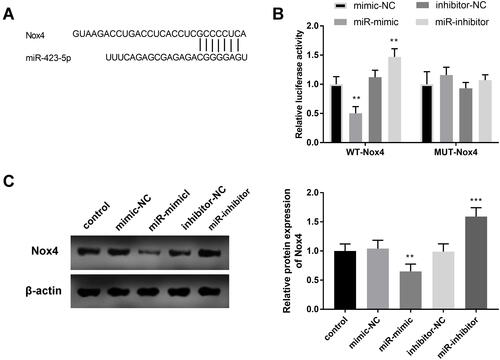 Figure 6 All cell experiments were performed in triplicates. (A) Seven complementary bases were found between miR-423-5p and Nox4. (B) The results of the luciferase reporter affirmed the target concern of miR-423-5p and Nox4. (C) The protein expression of Nox4 was regulated by the expression of miR-423-5p. **P < 0.01, ***P < 0.001.