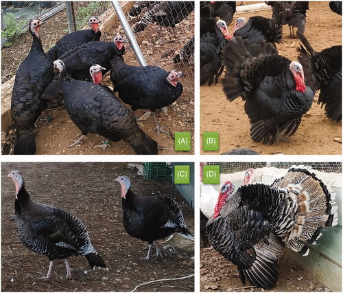 Figure 1. Andalusian turkey breed males and females according de feather colour. (A) Black female; (B) Black male; (C) Roan female; (D) Roan male.