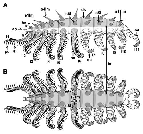 Figure 9. Entothyreos synnaustrus gen. et sp. nov., technical drawings. A, lateral view; B, dorsal view. All drawings by Danielle Dufault © ROM. Abbreviations: ao, antennal organ; cs, spinose cover of lobopod; ds, dorso-lateral sheets; ie, intercalary element; h, head; hs, head spine; -l, left; ln, lobopod n; -m, median; pc, paired claw; -r, right; sn, spine n; sa, sclerotized annulus; sc, single claw; si, spinule.