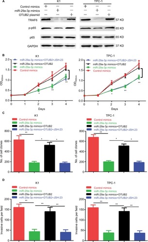 Figure 5 OTUB2 antagonizes the effects of miR-29a-3p in PTC by activating TRAF6-related NF-κB signaling.Notes: (A) OTUB2 overexpression antagonized the inhibitory effect of miR-29a-3p mimics on TRAF6 and p-p65. JSH-23 treatment abolished the rescue effects of OTUB2 overexpression on growth (B), proliferation (C), and invasion (D), in PTC cells. *P<0.05, **P<0.01.Abbreviation: PTC, papillary thyroid carcinoma.