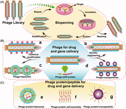 Figure 1. General concept of using phage for drug and gene delivery. (A) Identification of target-recognizing peptide through bio-screening. A phage library is mixed with immobilized targets and incubated for a proper time. Unbound phages are then washed away with a washing buffer. Bound phages are eluted with an elution buffer, and amplified using medium containing preincubated E.coli bacteria and then acted as a new input library for next round bio-screening. After 3 ∼ 5 rounds, the selected phage clones are identified. (B) The paradigm of drug and gene delivery using phage particles. Phage can be chemically modified and/or genetically engineered to load drugs (a) and carry foreign genes (b), respectively. Phage can also be incorporated with other nanometer carriers for drug and gene delivery, such as liposomes (c) and nanoparticles (d). (C) The paradigm of drug and gene delivery using phage-borne proteins. Wild type or fused phage proteins can be inserted into liposomes (e) and polymer nanoparticles (g) to form phage-mimetic complexes, and even self-assembly into nanophage (f) to deliver drug and gene.