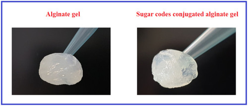 Figure 3 The photographic images of alginate gel and sugar codes conjugated alginate gel.