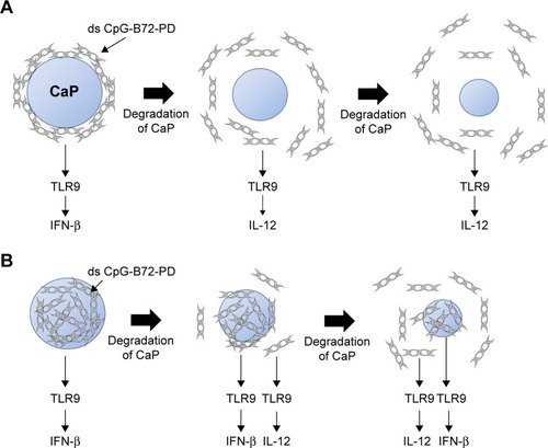Figure 7 Proposed model of CaP degradation and ODN release.Notes: (A) ds CpG-B72-PD molecules adsorbed onto the surface of CaP (cross-sectional view of ds CpG-B72-PD-CaP). Most ds CpG-B72-PD molecules are immediately released by the degradation of CaP. (B) ds CpG-B72-PD molecules entrapped by CaP (cross-sectional view of ds CpG-B72-PD/CaP). Surface degradation of CaP releases ds CpG-B72-PD molecules entrapped near the surface, but ds CpG-B72-PD molecules inside CaP are exposed on the new surface.Abbreviations: CaP, calcium phosphate; ODN, oligodeoxynucleotide; ds, double stranded; CpG-B, class B cytosine-guanine; PD, phosphodiester; TLR, Toll-like receptor; IFN, interferon; IL, interleukin.