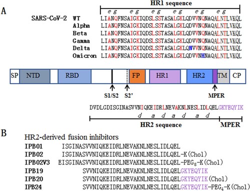 Figure 1. Schematic diagram of SARS-CoV-2 S protein and fusion inhibitors. (A) Functional domains of the S protein and HR1/HR2 sequences. SP, signal peptide; NTD, N-terminal domain; RBD, receptor-binding domain; FP, fusion peptide; HR1, heptad repeat 1 region; HR2, heptad repeat 2 region; MPER, membrane-proximal external region; TM, transmembrane domain; CP, cytoplasmic peptide. The S1/S2 and S2’ cleavage sites and MPER are marked with arrow. The HR1 and HR2 core sequences as well as the MPER sequence are listed, in which the potential residues that mediate the HR1–HR2 interactions in 6-HB are coloured in red. (B) The HR2-MPER sequence-derived fusion inhibitor peptides and lipopeptides. The MPER amino acids are coloured in purple. Chol, cholesterol; PEG8 or PEG4, 8-unit or 4-unit polyethylene glycol.