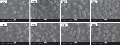 Figure 1. Scanning electron microscopy of starches from different mung bean varieties. Abbreviations are the same as in .Table 1