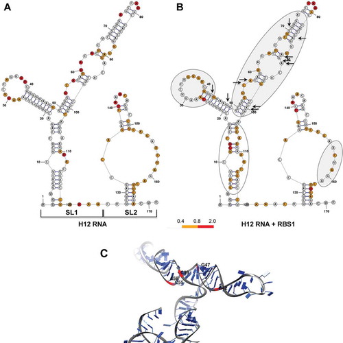 Figure 2. Local flexibility changes on H12 RNA upon incubation with RBS1 protein. (A) Secondary structure of naked H12 RNA according to RNAstructure software [Citation38] incorporating the values of SHAPE reactivity. Nucleotides are coloured according to their reactivity, numbers are indicated every 10 nt. Stem-loops SL1 and SL2 are indicated. (B) Secondary structure of H12 RNA according to SHAPE reactivity upon the incubation with His-RBS1 protein (50 nM). Grey ovals indicate RNA regions with lower reactivity upon RBS1 incubation, while the empty oval represents regions with increased reactivity compared to free RNA. Black arrows mark the position of nucleotides coevolving with the RBS1 region of Gemin5 protein. (C) RNA structure model of SL1 imposing SHAPE reactivity values. Red ribbons and black letters depict nucleotides which are spatially close to each other and are involved in RNA–protein interaction.