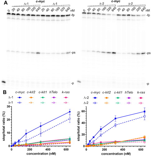 Figure 4. Inhibition of Taq polymerase DNA synthesis on templates (30 nM) with c-myc, c-kit2, c-kit1, hTelo, and k-ras G4-forming sequences in the presence of increasing concentrations of metallohelices. A. Autoradiograms of 12% PAA sequencing gels with products of DNA synthesis on the template containing c-myc G4-forming sequence in the presence of increasing concentrations of the Λ- and Δ-enantiomers of 1 and 2. fp, ps, and p correspond to full-length product, pausing site by G4, and primer, respectively. B. Plots showing the ratio of the radiation corresponding to pausing sites to total radiation of the lane vs. the concentration of 1 and 2 enantiomers. The results are expressed as mean ± SD from two independent experiments.