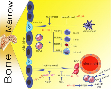 Figure 1. The figure shows the relationship between the main components of BM and Notch signaling pathway.