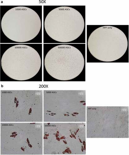 Figure 4. Titration of ASCs number displaying successful differentiation capacity in feeder culture. (a and b) Increasing number of ASCs 1000, 5000, 10,000 and 50,000 were seeded on HFF layer. At d 14 post differentiation, cells were stained with Oil-Red-O and imaged with Nikon camera for whole well (a) or with a light microscope at 200× magnification for details. In (a)and (b), two biological repeats were used each. (c) Increasing number of ASCs 1000, 5000, 10,000 and 50,000 were cultivated independently in pure culture on plastic cell culture dishes. At d 14 post differentiation, cells were stained with Oil-Red-O and imaged with light microscope at 100× magnification. N = 3 donors; representative images from one donor are shown.