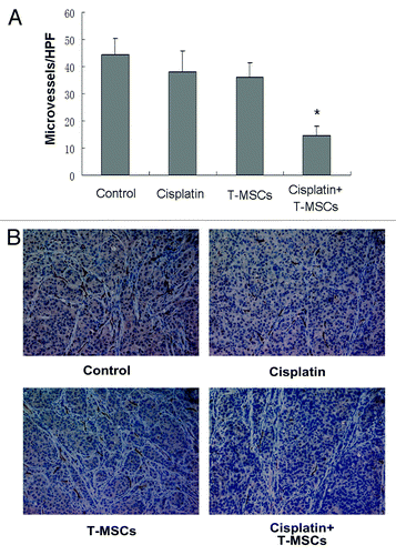 Figure 8. Cotreatment with cisplatin combined TRAIL-MSCs reduced vessel density in HCC. Tumors from control group, cisplatin group or TRAIL-MSCs group showed intense and diffuse CD34 immunoreactivity, whereas MVD from cotreatment group was significantly lower (A). Representative tumor sections stained with an anti-CD34 antibody are shown (B, ×200). Asterisk indicates p < 0.05, co-treatment group vs. control and monoagent groups (n = 6).