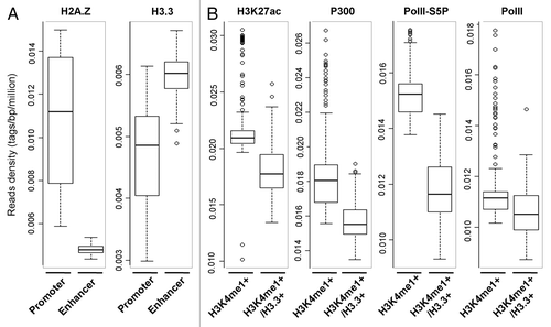 Figure 1. Genome-wide distributions of H2A.Z and H3.3 and their correlation with chromatin signatures. (A) Box-plots show the genome-wide binding pattern of H2A.Z and H3.3 between the promoters and enhancers in mES cells, in which the enhancers are defined as the Oct4/Sox2/Nanog cobound regions, and the promoters are from each enhancer-promoter units as described in reference Citation56. (B) Box-plots show the enrichments of H3K27ac, p300, Pol II, and Pol II-Ser5p at the region enriched of H3K4me1 with a high level of H3.3 (H3K4me1+/H3.3+) or not (H3K4me1+). H3K4me1 enriched region has been trimmed by subtracting TSS ± 2kb as described previously.Citation56 The y-axis value in panels A and B corresponds to reads density which is defined as the number of tags per bp per million. All ChIP-seq raw data comes from public databanks as follows: H2A.Z (GSE39237),Citation57 H3.3 (GSE16893), H3K4me1/3, H3K27ac, p300, and Pol II (GSE49847); Pol II-Ser5p (GSE20530).Citation58