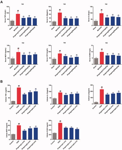 Figure 6. Xingxiong injection inhibits the expression of inflammatory factors in rat serum with MCAO/R and in primary cortical neurons with OGD/R. Effect of Xingxiong injection treatment on TNF-α, IL-1β, IL-6, MCP-1, CD11a and ICAM-1 in rat serum (A) with MCAO/R (n = 8) and in primary cortical neurons (C) with OGD/R (n = 3). Data are expressed as the mean ± SD and were analysed by ANOVA. ##p < 0.01 vs. sham or control group; *p < 0.05, **p < 0.01 vs. MCAO/R and OGD/R group.