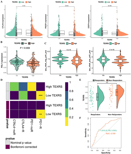 Figure 8 TEXRS predicts immunotherapy and TACE performance. (A) Expression of CTLA4, PDCD1 and CD274 in high and low TEXRS; (B) PDL1 expression of high and low TEXRS in proteomic data; (C) IPS expression of high-low TEXRS (D) Submap algorithm predicted the therapeutic effect of high and low TEXRS; (E) There were significant differences in TEXRS in patients who did not respond to TCIA treatment; (F) ROC curve for TEXRS to predict TCIA effect. **P < 0.01, ***P < 0.001. TACE, transcatheter arterial chemoembolization; IPS, immunophenoscore; ROC, receiver operating characteristic.