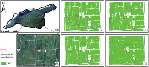 Figure 8. Results of rice mapping based on four methods at study site 3: (a–b) the original image and the local area (GF–6 on August 20, 2019); (c) Auto-ITSGBT-based rice mapping result; (d) TSRF-based rice mapping result; (e) DTW-based rice mapping result; (f) SWV-based rice mapping result.