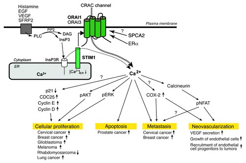 Figure 2. The role of ORAI and STIM proteins in carcinogenesis. The second messenger Ca2+ plays an important role in regulating many signaling pathways related to cancer development and progression. SOCE in tumor and endothelial cells results from the activation of cell surface receptors such as epidermal growth factor (EGF), vascular endothelial growth factor (VEGF) and secreted frizzled-related protein 2 (SFRP2). The subsequent activation of phospholipase C (PLC) leads to the production of InsP3 and release of Ca2+ from ER Ca2+ stores via the opening of InsP3 receptor channels. The reduced Ca2+ concentration in the ER, or [Ca2+]ER, is sensed by stromal interaction molecule (STIM) 1, which binds to ORAI1, the pore-forming subunit of the Ca2+ release-activated Ca2+ (CRAC) channel. Opening of CRAC channels results in Ca2+ influx and a sustained increase in intracellular Ca2+ levels, [Ca2+]i. Several cytoplasmic enzymes associated with cancer development and progression are regulated by Ca2+. ERK and AKT are phosphorylated in a Ca2+-dependent manner, whereas mRNA and protein levels of others molecules such as COX2 and cyclins are controlled by [Ca2+]i. SOCE has been linked to the regulation of cancer cell proliferation, apoptosis and metastasis as well as neovascularization of tumors. Abbreviations: SPCA2, secretory pathway Ca2+ ATPase 2; ERα, estrogen receptor-α.