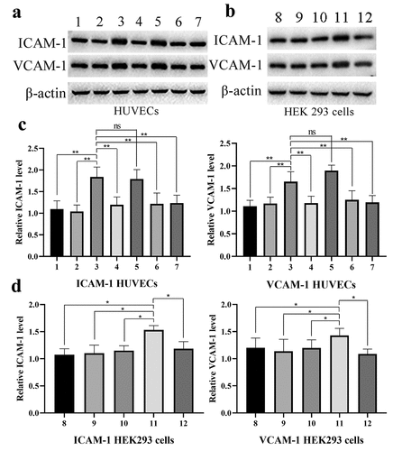 Figure 6. Western blotting was used to measure levels of ICAM-1 and VCAM-1 following control (1), pH 6.8 (2), 10 μmol/L LPC (3), 10 μmol/L LPC+pH 6.8 (4), 10 μmol/L LPC+50 ng/mL PTX (5), 10 μmol/L LPC+1 μmol/L BAY 11–7085 (6), 10 μmol/L LPC+ shG2A (7) treatment in HUVECs (a), and following control (8), pH 6.8 (9), 10 μmol/L LPC (10), 10 μmol/L LPC+pET-G2A (11), 10 μmol/L LPC+pET-G2A +pH 6.8 (12) treatment in HEK293 cells. n = 3. *P < 0.05, **P < 0.01