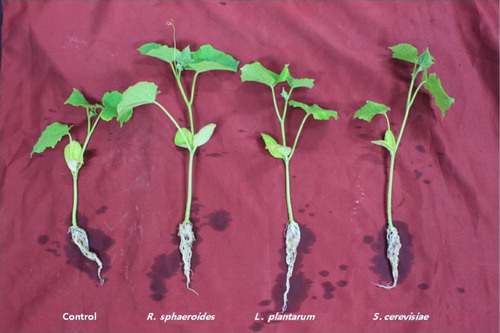 Figure 1. Effects of inoculation of L. plantarum, R. sphaeroides, and S. cerevisiae on cucumber plant growth.
