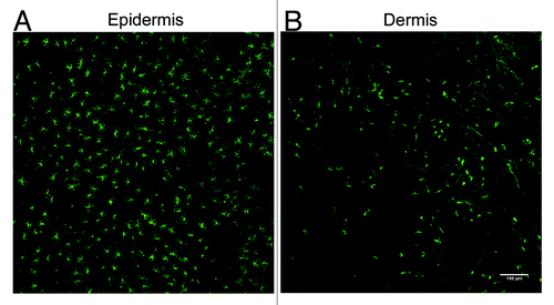 Figure 4. Detection of LCs and langerin+ dermal DCs in the mouse ear following immunofluorescent labeling of epidermal and dermal sheets. (A) LCs form a dense network of cells within the epidermis. (B) Langerin+ dermal DCs are not abundant within the dermis as the LCs in the epidermis. A small number of these cells may also be migrating LCs.