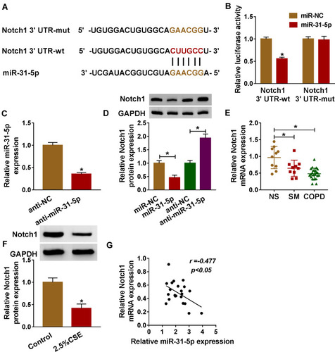 Figure 5 Notch1 was a target of miR-31-5p in HPMECs. (A) Binding region between miR-31-5p and 3ʹUTR of Notch1, as well as mutated nucleotides of Notch1 3ʹUTR are shown. (B) Dual-luciferase reporter assay was carried out to examine the luciferase activity in HPMECs. (C) RT-qPCR assay was used to show the expression level of miR-31-5p in HPMECs transfected with anti-miR-31-5p or anti-NC. (D) The protein expression level of Notch1 was measured by western blot assay in HPMECs transfected with anti-miR-31-5p, anti-NC, miR-NC, or miR-31-5p. (E, F) RT-qPCR and western blot assays were conducted to assess Notch1 levels in tissues (NS: non-smokers, n=10, SM: smokers, n=10, and smokers with COPD, n=22) and HPMECs exposed to 2.5% CSE. (G) The relationship between miR-31-5p and Notch1 was analyzed by Pearson’s correlation analysis in COPD tissues. Data shown are mean±SD and from three independent experiments. *P<0.05.