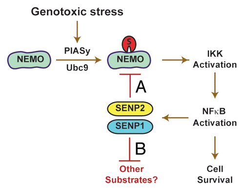 Figure 1 Feedback regulation of NFκB signaling induced by genotoxic agents. (A) NFκB activation by genotoxic stress involves SUMoylation of NEMO via PIASy (E3) and Ubc9 (E2), which leads to IKK activation. NFκB then activates the synthesis of SENP1 and SENP2 genes. SENP2 serves as the primary SUMO protease for NEMO, which leads to feedback attenuation of IKK and NFκB activation. (B) NFκB-dependent induction of SENP1 and SENP2 modulates SUMOylation status of other substrates.