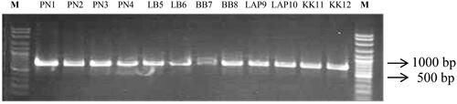 Figure 3. Amplification of twelve specimens of pelawan air (PN1, PN2), pelawan orange, and pelawan merah (PN3-KK12) using ITS5p/ITS4 primers; DNA fragment lengths were compared to a 100 basepair (bp) DNA ladder.