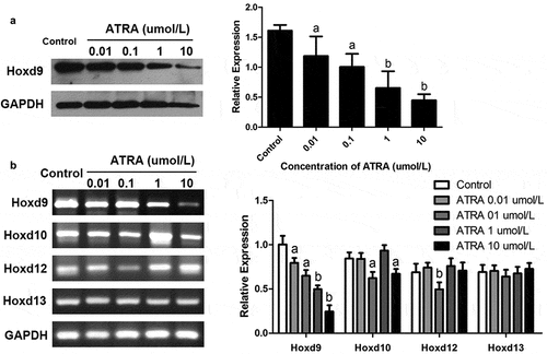 Figure 4. ATRA inhibits HoxD9 expression in rEHBMCs. Cells were treated as noted above. (a) Immunoblotting was used to quantify HoxD9 protein expression. Expression levels were normalized to GAPDH. (B) RT-PCR and qPCR assays were performed to quantify the mRNA levels of HoxD9, HoxD10, HoxD12 and HoxD13. Data are shown as means ± SD of at least three independent experiments. aP < 0.05 vs control group, bP < 0.01 vs control group