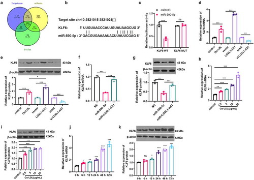 Figure 5. KLF6 is the target of miR-590-5p and was upregulated by Ox-LDL. A-B. through the targetscan, miranda and pictar databases, we analyzed the downstream regulatory genes of miR-590-5p. among the 124 potential gens, the 3ʹUTR of KLF6 mRNA has a base site that binds to miR-590-5p; C: the dual luciferase activity experiment was used to confirm the targeting relationship between miR-590-5p and KLF6; D-E: we performed RT-PCR (d) and western blot (e) to measure the expression of KLF6 mRNA and protein in HUVECs treated with Ox-LDL (5 μg/ml) or with selective regulation of LOXL1-AS1; F-G: RT-PCR (f) and western blot (g) were applied to examine the regulation effect of LOXL1-AS1 and miR-590-5p on KLF6; H-I: different concentrations of Ox-LDL (2.5–20 μg/ml) were applied to HUVECs for 24 hours, and the expression of KLF6 was evaluated via RT-PCR (h) and western blot (i). Ns, *, **, *** represents p > 0.05, p < 0.05, p < 0.01 and p < 0.001, respectively. N = 3; J-K: Ox-LDL (5 μg/ml) was applied to HUVECs for different time (0–72 h), RT- PCR (j) and western blot (k) were taken to examine the expression of KLF6, ns, *, **, *** represents p > 0.05, p < 0.05, p < 0.01 and p < 0.001 vs. 0 h group, respectively. N = 3