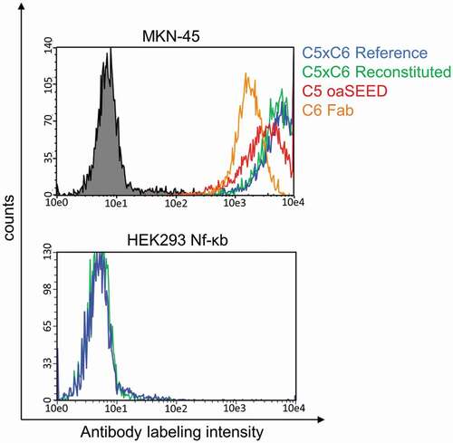 Figure 5. Cellular binding analysis of reconstituted bsAb C5xC6 and corresponding non-reconstituted antibody fragments. Binding to cancer cell line MKN-45 and non-binding to HEK293 cells was analyzed by flow cytometry. MKN-45 cells were incubated with antibodies and detected with Alexa Fluor 488-conjugated anti-human IgG-antibody. Green line: Reconstituted C5xC6; Blue line: C5xC6 Reference; Red line: oaC5-SEED-IntC; orange line: C6-Fab-IntN; Black line: Non-related isotype control (anti-HEL)