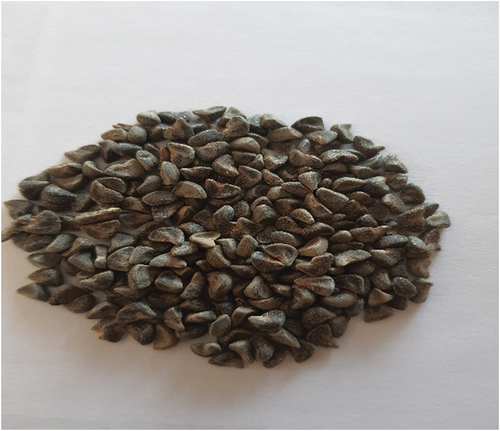 Figure 2. Kenaf seeds.