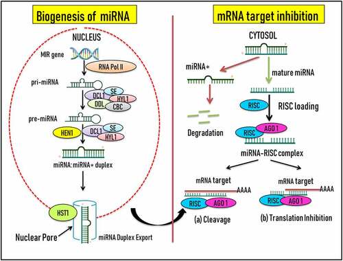 Figure 1. Schematic representation of the biogenesis of miRNA and modulation of target mRNAs via cleavage/translation inhibition. Abbreviations- DCL-1: Dicer-like RNase III endonucleases, DDL: RNA-binding protein DAWDLE, HYL1: ds-RNA binding protein HYPONASTIC LEAVES1, SE: Zinc Finger protein SERRATE, CBC: Nuclear cap binding complex, HST: Exportin protein HASTY, HEN1: HUA Enhancer 1, AGO1: ARGONAUTE, RISC: RNA-induced silencing complex