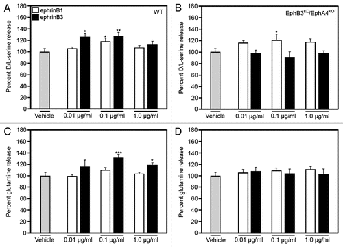 Figure 2 EphrinBs/Eph receptors signaling mediates D/L-serine and glutamine release from astrocytes. EphrinB1 stimulation increased L/D-serine and ephrinB3 stimulation increased D/L-serine and glutamine release from cultured astrocytes derived from wild-type mice 15 min after ephrinBs application (A and C). In the absence of EphB3 and EphA4 (EphB3KO/EphA4KO), ephrinB3 did not stimulate D/L-serine or glutamine release from cultured astrocytes. Amino acid levels were normalized against control amino acid level. Experiments performed in triplicate (n = 8–10). *p < 0.05; **p < 0.01; ***p < 0.001.