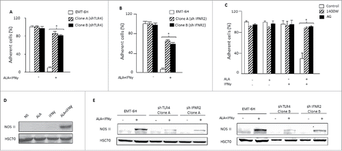 Figure 3. ALA and IFNγ induce cell death in EMT-6H cells in vitro through TLR4, IFNR and NOS II. (A) Cell viability analysis of clones A and B of TLR4 deficient EMT-6H cells or not after 48 h of cell incubation with ALA (500 ng/mL) and IFNγ (33 ng/mL). (B) Cell viability analysis of clones A and B of EMT-6H cells deleted or not for IFNR2 after 48 h treatment with ALA plus IFNγ as in (A). (C) Effects of NOS II inhibitors (aminoguanidine [AG; 0.5 mM] and 1400 W; 10 µM) on cell viability induced by ALA plus IFNγ. Data (A–C) are the mean of at least three independent experiments. Student's t test *p < 0.05. (D–F) Western blot analysis of NOS II expression induced by ALA and/or IFNγ as in (A)  in WT EMT-6H cells (D) or those deleted for TLR4 (sh TLR4) or INFR2 (sh IFNR2) (E). Data are representative of three independent experiments. HSC70 served as a loading control.