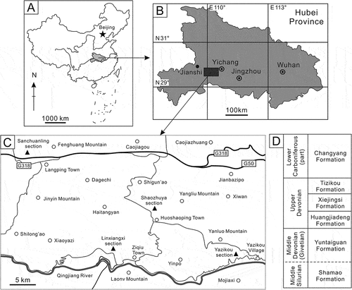 Figure 1. Locality map showing four studied sections (solid triangles) and the Devonian system in western Hubei Province. A, Location of Hubei Province in China; B, Location of studied area in Hubei Province; C, Location of studied sections; D, Devonian system in western Hubei Province.