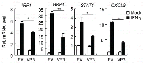 Figure 2. FMDV VP3 inhibits the IFN-γ-triggered induction of downstream genes. HEK293T cells were transfected with a plasmid encoding VP3 or an empty vector (EV) (0.5 μg) for 24 h. The cells were then treated with IFN-γ (100 ng/ml) for 3 h, and the IRF1, GBP1, STAT1, CXCL9, and GAPDH genes were evaluated using a relative quantitative RT-PCR assay. The values are presented as the mean ± SD of three independent experiments.