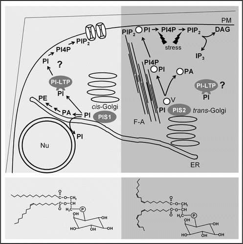 Figure 1 A model of functional phosphoinositide-pools in plant cells. All phosphoinositides originate from phosphatidylinositol (PI) formed by PI-synthases (PIS). The Arabidopsis isoenzymes, PIS1 and PIS2, differ in substrate specificity and localization, giving rise to PI-species with more saturated (bottom left) or more unsaturated fatty acids (bottom right). Localization of PIS1 and PIS2 with cis-Golgi and trans-Golgi sites is hypothetical. PI may be delivered to subcellular destinations by vesicle trafficking or by lipid transfer proteins. Left, Based on lipid patterns observed in Arabidopsis plants overexpressing PIS1,Citation23 PI formed by PIS1 may not enter the secretory pathway and instead support ER-associated PI-pools that may also be continuous with the nuclear envelope. In the absence of sufficient lipid transfer capacity, PI formed by overexpressed PIS1 may accumulate in the ER, followed by degradation to PA and increased PE production.Citation23 A physiological destination of PI-LTPs may be the plasma membrane, where intact saturated PI may be involved in the regulation of ion channels. Right, As PI-kinases and PIPkinases act on secretory vesicles and PIS2 overexpression resulted in increased formation of polyphosphoinositides,Citation23 PI formed by PIS2 may associate with trans-Golgi vesicles and experience partial conversion to PI4P and PIP2. PI delivered to the plasma membrane by vesicle-flow along F-actin strands may be converted by stress-activated PI-kinases and PIP-kinases; PI4P and PIP2 formed may serve as substrates for PLC and support IP3-production.Citation15 PI-LTPs may play a role in the delivery of unsaturated PI to subcellular destinations. For better clarity, short-hand abbreviations for the lipids were used for the model. ER, endoplasmic reticulum; F-A, filamentous actin; Nu, nucleus; PA, phosphatidic acid; PE, phosphatidylethanolamine; PI, phosphatidylinositol; PI4P, phosphatidylinositol-4-phosphate; PI-LTP, phosphoinositide-specific lipid transfer protein; PIP2, phosphatidylinositol-4,5-bisphosphate; PLC, phospholipase C; PM, plasma membrane; V, vesicle.