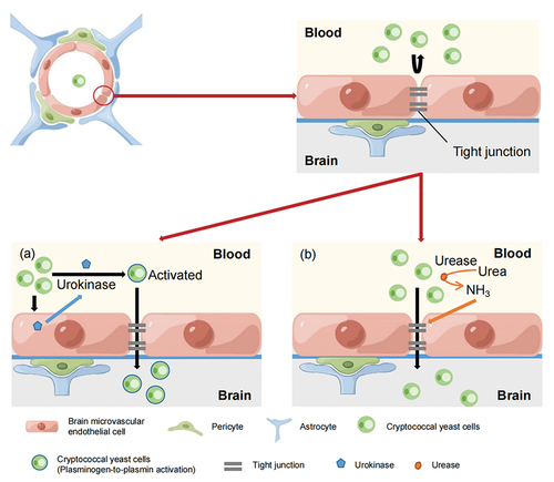Figure 4. Model of the paracellular pathway by which Cryptococcus crosses the blood-brain barrier (BBB). (a) HBMEC was induced to secrete urokinase by Cryptococcus stimulation. Urokinase activates the conversion of plasminogen on the surface of cryptococci to plasmin, which degrades the fibrin-enriched extracellular matrix and basement membranes. This facilitates Cryptococcus to cross the BBB. (b) Cryptococcus secretes urease, which converts urea into ammonia. The local production of ammonia may damage endothelial cells, impair tight junctions, and widen endothelial cell gaps, thereby causing the migration of cryptococci into the brain (By Figdraw).