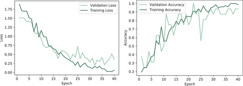 Figure 3. The graphical presentation of the losses and accuracy of the proposed model.