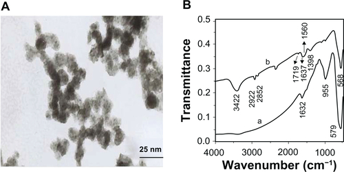 Figure S2 Characterizations of dendrimer-modified magnetic nanoparticles (dMNPs). A) Transmission electron microscope image of dMNPs. B) The Fourier transform infrared spectra of dMNPs: a) MNPs, b) dMNPs.