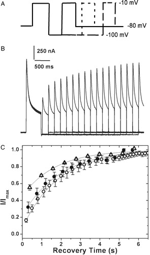 Figure 6.  Recovery from inactivation. (A) Pulse protocol used: the membrane potential was stepped from a holding potential of −80 mV to −10 mV for 750 ms. The cell was then hyperpolarized to −100 mV for varying periods of time before stepping back to the test potential of −10 mV. (B) The currents obtained in oocytes expressing 4/2C when subjected to the pulse protocol described above. (C) The fraction of channels recovered was plotted as a function of recovery time and fitted to a single exponential function. The 4/2C (▵) chimæra data fit with a single time constant of 1678 ms as against 1953 ms for channels encoded by hKv1.4 (○), and 4/1C (•) channels. Only one in every three data points recorded are represented in order to retain clarity of the figures. The error bars for all data sets represent SEM. (n≥8).