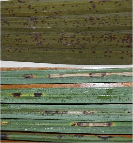 Figure 1. Samples of date palm leaves showing leaf spot symptoms.