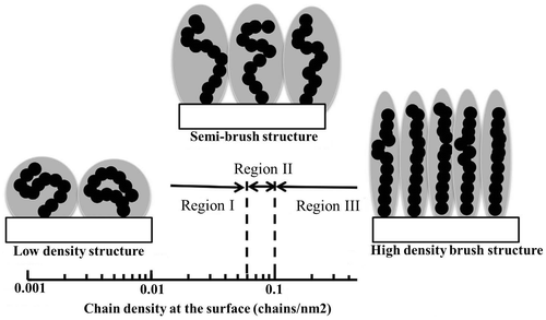 Figure 6. Graft conformation at various densities of polymer chains.[Citation12]