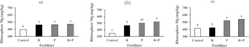 Figure 4. The effect of fertilizer on the concentration of rhizosphere magnesium at Syferkuil in 2018, year 2 (a) and Thohoyandou in 2017, year 1 (b) and 2018 (c) Data is mean values ± se (n = 12). Different letters indicate significant differences by Fisher’s least significant difference (p < 0.05, p < 0.05 and p < 0.01, respectively). +Rh stands for rhizobium inoculation, P for 90 kg P ha−1 and Rh+P for rhizobium inoculation plus P fertiliser.