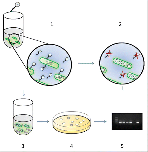 Figure 1. Schematic of the bacteriophage amplification assay. To perform the phage assay, the mycobacteria first need to be isolated from the sample. In all these experiments PBMCs were purified and suspended in supplemented 7H9 medium that lyses the PBMCs and promotes efficient phage infection: Step 1: Isolated mycobacteria are incubated with phage D29 for 1 h to allow virus infection of mycobacterial cells present in the sample. Step 2: Extracellular phage that have not infected bacterial cells are inactivated by virucide. Step 3: Virucide is neutralized and fast-growing M. smegmatis are added to the sample which will form the bacterial lawn. Step 4: Samples are plated in soft agar and incubated overnight permitting lawn formation by M. smegmatis+. Phage released from the infected mycobacterial cells present in the original sample are released and infect the M. smegmatis cells resulting in the formation of plaques. Step 5: Plates are inspected for plaques which indicate detection of a mycobacterial cell in the original sample. If plaques are present, DNA is extracted from the agar and presence of MTC bacteria is determined by RPA/PCR.