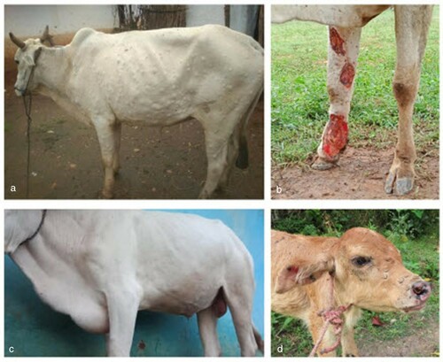 Figure 2: Clinical lesions typical of the cases seen in an outbreak of presumptive lumpy skin disease (LSD) in native cattle (Bos indicus) and Asian water buffaloes (Bubalus bubalis) around the tiger reserves of the central Indian highlands. (a) Affected ox showing the spread of nodules on the skin; (b) excoriated wound on leg of an affected ox; (c) swelling of the brisket; (d) lesions on the head of a calf.